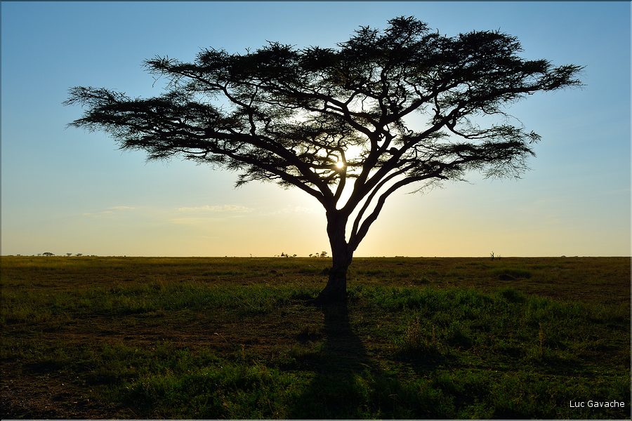 Quelques lever et coucher de soleil sur le Serengeti. (9)