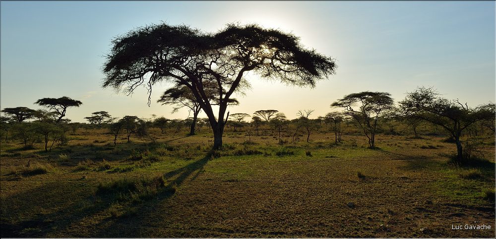 Quelques lever et coucher de soleil sur le Serengeti. (12)
