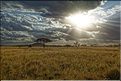 Quelques lever et coucher de soleil sur le Serengeti. (17)