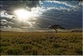 Quelques lever et coucher de soleil sur le Serengeti. (20)