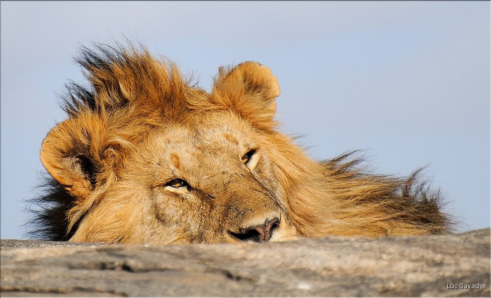 Les lions du Serengeti. (5)