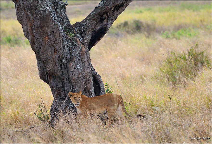 Les lions du Serengeti. (7)