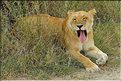 Les lions du Serengeti. (8)