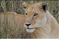 Les lions du Serengeti. (10)