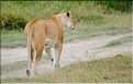 Les lions du Serengeti. (11)