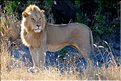 Les lions du Serengeti. Ce mâle surveille une femelle qui est partie chasser, histoire de voir s'il doit la rejoindre. (2)