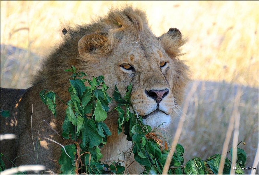 Les lions du Serengeti. Ce mâle surveille une femelle qui est partie chasser, histoire de voir s'il doit la rejoindre. (4)