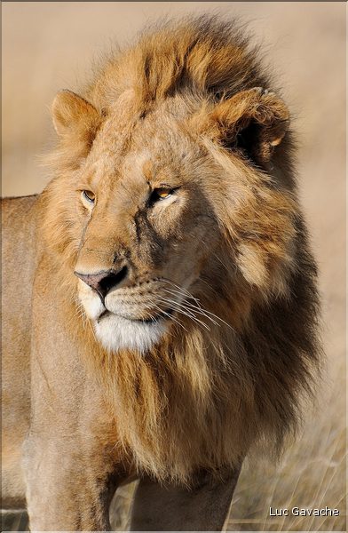 Les lions du Serengeti. Ce mâle surveille une femelle qui est partie chasser, histoire de voir s'il doit la rejoindre. (6)