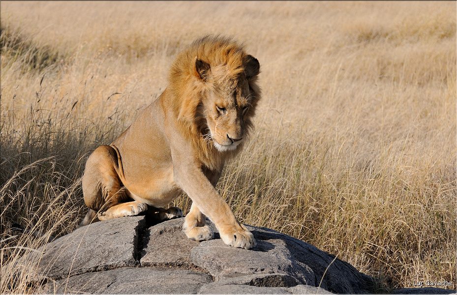 Les lions du Serengeti. Ce mâle surveille une femelle qui est partie chasser, histoire de voir s'il doit la rejoindre. (7)
