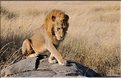Les lions du Serengeti. Ce mâle surveille une femelle qui est partie chasser, histoire de voir s'il doit la rejoindre. (7)