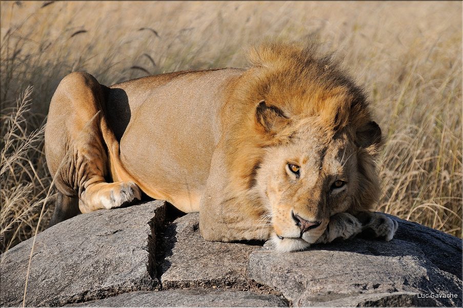 Les lions du Serengeti. Ce mâle surveille une femelle qui est partie chasser, histoire de voir s'il doit la rejoindre. (8)