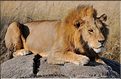 Les lions du Serengeti. Ce mâle surveille une femelle qui est partie chasser, histoire de voir s'il doit la rejoindre. (9)