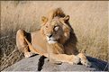 Les lions du Serengeti. Ce mâle surveille une femelle qui est partie chasser, histoire de voir s'il doit la rejoindre. (10)