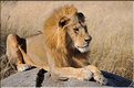 Les lions du Serengeti. Ce mâle surveille une femelle qui est partie chasser, histoire de voir s'il doit la rejoindre. (11)
