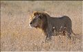 Les lions du Serengeti. Même si elle a stoppée son avancée, car le gibier c'est éloignés, il se décide à la rejoindre. (2)