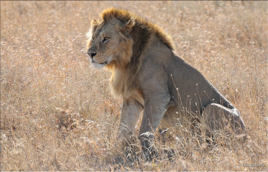 Les lions du Serengeti. Même si elle a stoppée son avancée, car le gibier c'est éloignés, il se décide à la rejoindre. (4)