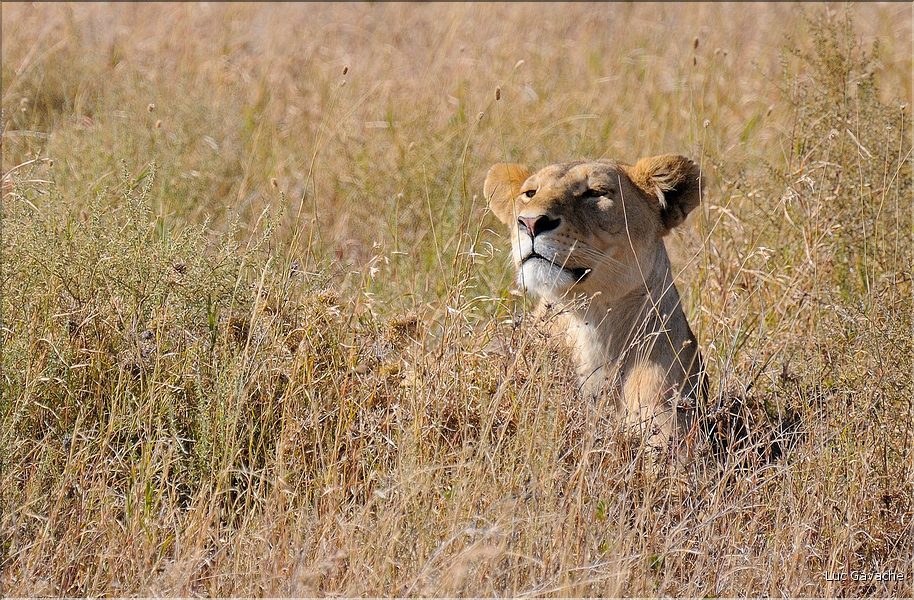 Les lions du Serengeti. Même si elle a stoppée son avancée, car le gibier c'est éloignés, il se décide à la rejoindre. (7)