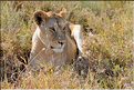 Les lions du Serengeti. Même si elle a stoppée son avancée, car le gibier c'est éloignés, il se décide à la rejoindre. (10)