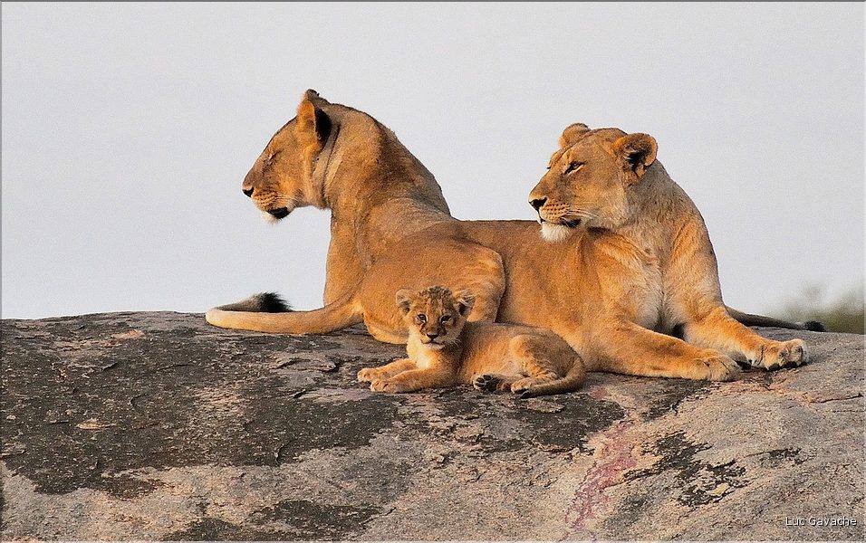 Quelques familles de lions du Serengeti. (2)