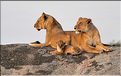 Quelques familles de lions du Serengeti. (2)