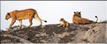 Quelques familles de lions du Serengeti. (3)