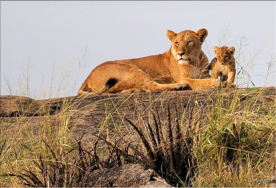 Quelques familles de lions du Serengeti. (7)