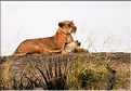 Quelques familles de lions du Serengeti. (9)