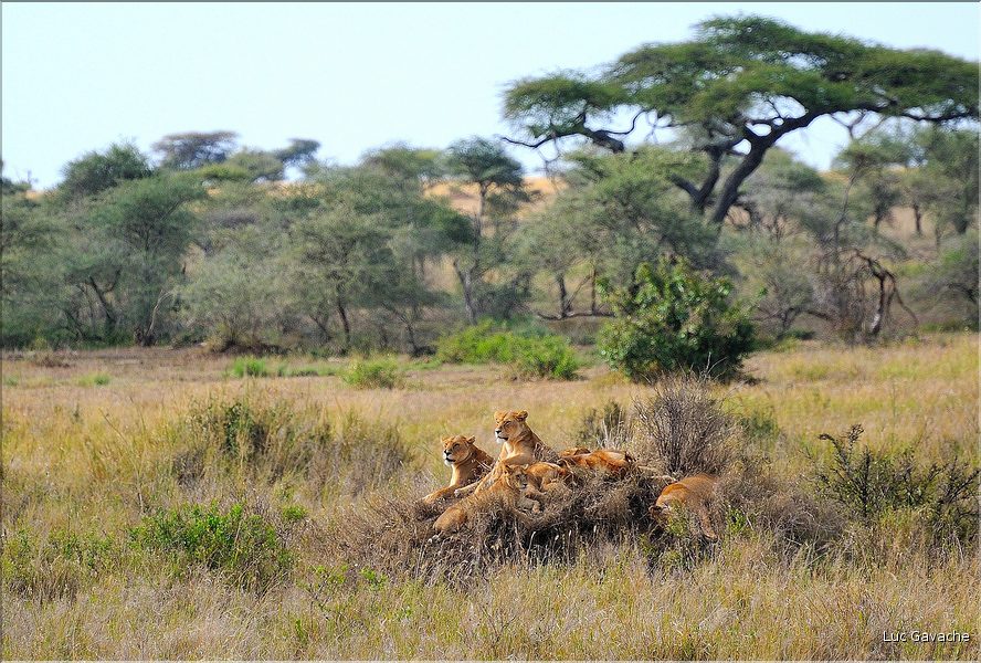 Quelques familles de lions du Serengeti. (10)