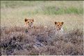Quelques familles de lions du Serengeti. (12)