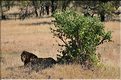 La saison des amours chez les lions du Serengeti. (1)