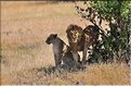 La saison des amours chez les lions du Serengeti. (4)