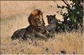 La saison des amours chez les lions du Serengeti. (6)