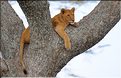 ..., les lionnes montent parfois dans les arbres. (3)