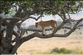 ..., les lionnes montent parfois dans les arbres. (5)