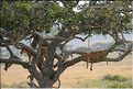 ..., les lionnes montent parfois dans les arbres. (6)