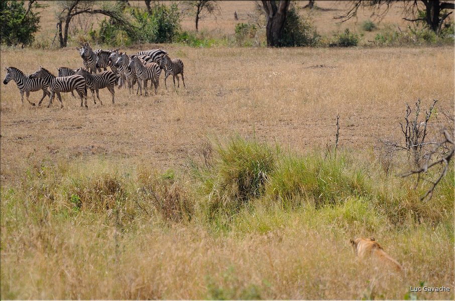 Scène de chasse avec les lions du Serengeti.  Ici cette lionne, en premier plan, avance à couvert pour se rapprocher de ces zèbres...