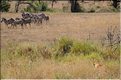 Scène de chasse avec les lions du Serengeti.  Ici cette lionne, en premier plan, avance à couvert pour se rapprocher de ces zèbres...