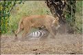Scène de chasse avec les lions du Serengeti. ... ce qu'elle parviendra à faire un peu plus loin. (1)
