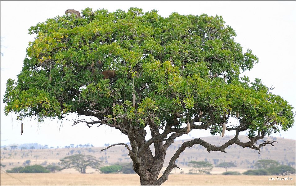 Il y a aussi la possibilité de voler la proie d'un léopard. Ici ce dernier c'est réfugié tout en haut de l'Arbre, pendant que la lionne juste en dessous accomplit son forfait.