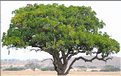 Il y a aussi la possibilité de voler la proie d'un léopard. Ici ce dernier c'est réfugié tout en haut de l'Arbre, pendant que la lionne juste en dessous accomplit son forfait.