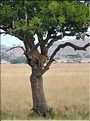 Après avoir fait tombé le reste de la carcasse au sol, la lionne redescend pour aller déguster son festin un peu plus loin. (1)