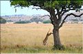 Après avoir fait tombé le reste de la carcasse au sol, la lionne redescend pour aller déguster son festin un peu plus loin. (2)