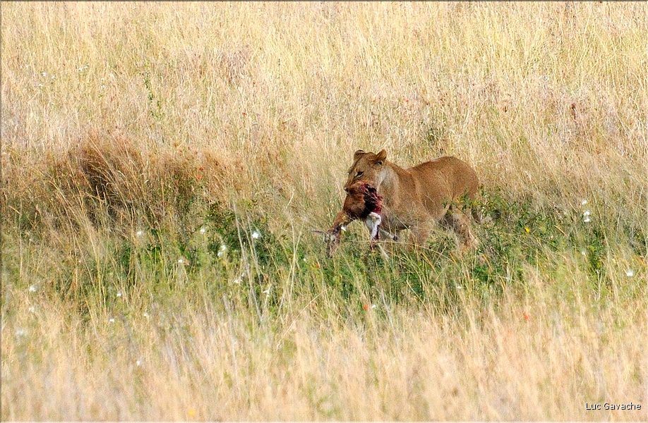 Après avoir fait tombé le reste de la carcasse au sol, la lionne redescend pour aller déguster son festin un peu plus loin. (3)