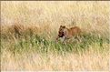Après avoir fait tombé le reste de la carcasse au sol, la lionne redescend pour aller déguster son festin un peu plus loin. (3)