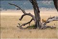 Après avoir fait tombé le reste de la carcasse au sol, la lionne redescend pour aller déguster son festin un peu plus loin. (4)