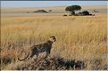 La saison des amours chez les léopards. ... suivit de près par sa femelle. (2)