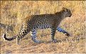 La saison des amours chez les léopards. ... suivit de près par sa femelle. (3)
