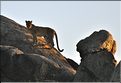 La saison des amours chez les léopards. Puis la femelle rejoint le mâle. (4)