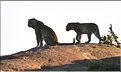 La saison des amours chez les léopards. Puis la femelle rejoint le mâle. (6)