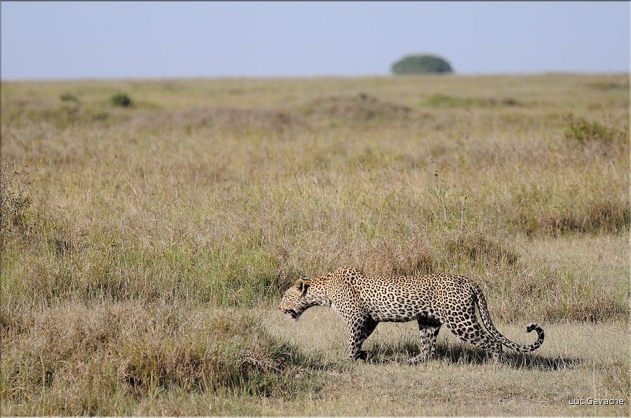 Le léopard chasse le plus souvent à l'afft, caché dans les hautes herbes. (1)